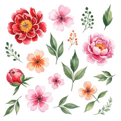 Beautiful watercolor flowers and leaves arrangement for floral designs and decorations isolated on transparent background