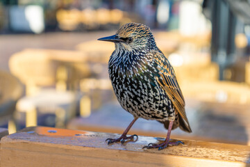 Bird Starling European Sturnus vulgaris.