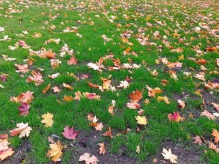 autumn leaves in the grass