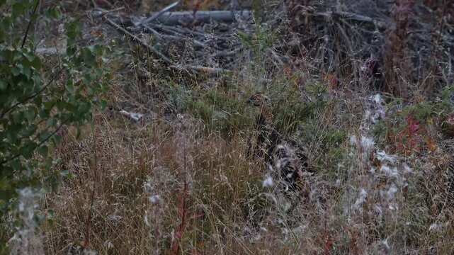 flock of black grouses hidden in scandinavian vegetation 223