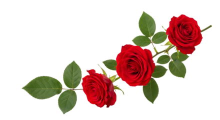 Three vibrant red roses, with green leaves arranged in a curved line, PNG isolated on white or transparent background