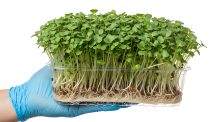 Hand in blue glove, holding clear plastic container of fresh green sprouts with visible roots, PNG isolated on white or transparent background