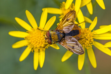 dorsal close-up of a twist-winged parasite fly on a yellow ragwort flower with blurred background