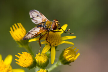 lateral close-up of a twist-winged parasite fly on a yellow ragwort flower with blurred background