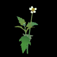 Bidens pilosa L. (also called Ajeran, Hareuga, Ketul, Jaringan, and Black Jack) on black background
A traditional herbal plant used to treat wounds, inflammation, fever, toothache, digestive problem