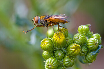 lateral close-up of a twist-winged parasite fly on a yellow ragwort flower with blurred background