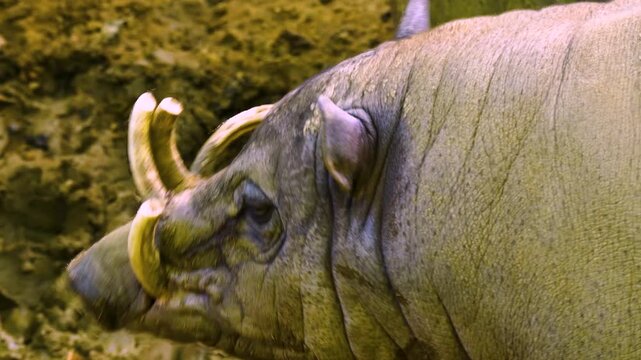 Close up of a babirusa pig, also called deer-pigs,  standing around in the mud on a cloudy day