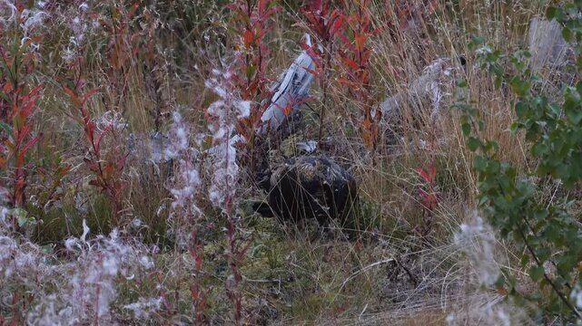 flock of black grouses hidden in scandinavian vegetation 225
