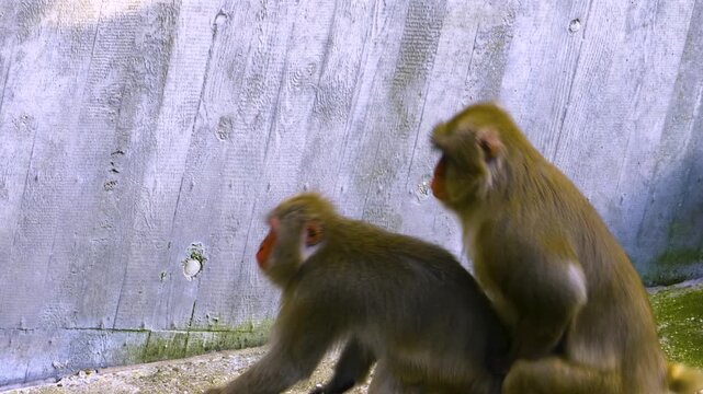Close up of Barbary Macaque monkeys matting on a sunny day