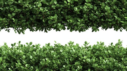 Obraz premium Lush Green Hedge with Vibrant Foliage