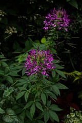 Obraz premium Beautiful pink purple Cleome flower in full bloom surrounded by green foliage in a summer garden