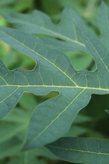 Tall papaya tree with lush leaves and fruits