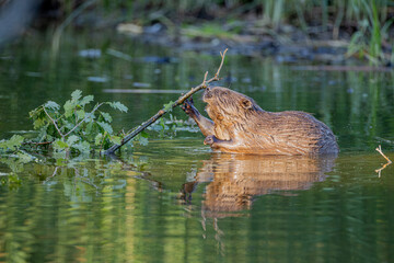 Biber im Wasser 