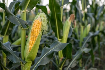 Corn field agriculture maize farm harvest ripe kernels food crop close up view