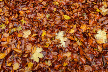 Vibrant autumn leaves in orange and yellow hues forming a natural carpet on the ground, wet from recent rain, symbolizing the beauty of fall.