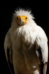 A close-up of a vulture against a black background. A large predator perched on a branch in the wild. African birds.