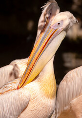 Pink pelecans perch on a rocky coastline. A close-up of a flock of pink pelicans. Waterfowl at their nesting site.