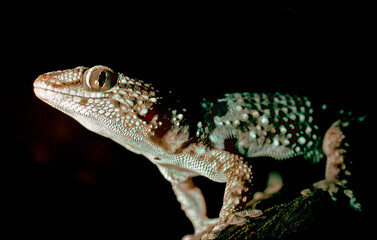 Gecko at night