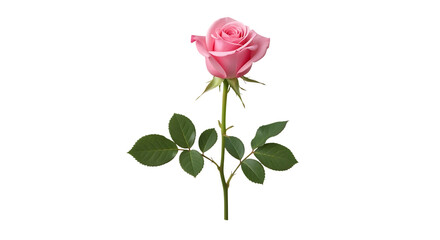 Fototapeta premium Single Pink Rose, with green leaves and stem, isolated on white or transparent background, PNG