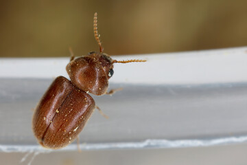 Cigarette or cigar beetle also called tobacco beetle, Lasioderma serricorne. A pest that destroys huge amounts of stored food and other goods. Adult insect on the edge of the container.