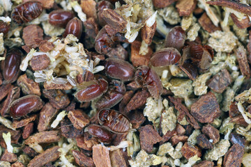 Cigarette or cigar beetle also called tobacco beetle, Lasioderma serricorne. A pest that destroys...