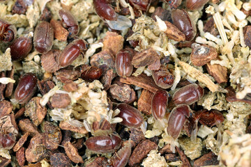 Cigarette or cigar beetle also called tobacco beetle, Lasioderma serricorne. A pest that destroys huge amounts of stored food and other goods. Adult insects in tea.