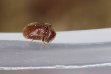 Cigarette or cigar beetle also called tobacco beetle, Lasioderma serricorne. A pest that destroys huge amounts of stored food and other goods. Adult insect in a characteristic position.