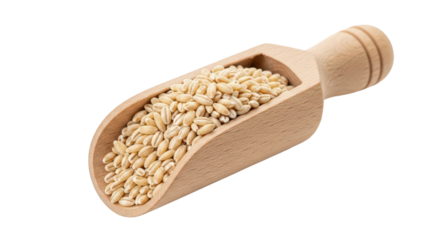 Healthy pearl barley grains in a rustic wooden scoop for cooking isolated on transparent background
