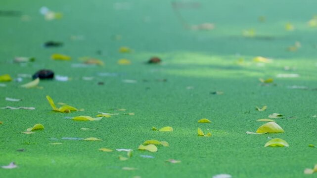 Still pond surface covered in green duckweed