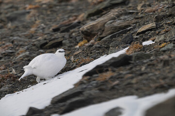 Rock ptarmigan among alpine rocks and snow in winter