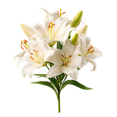 Fototapeta premium Beautiful White Lilies in Full Bloom on a Fresh Green Stem
