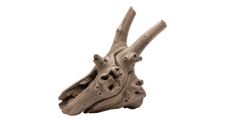 Unique gnarled driftwood texture, naturally weathered organic shape isolated on transparent background