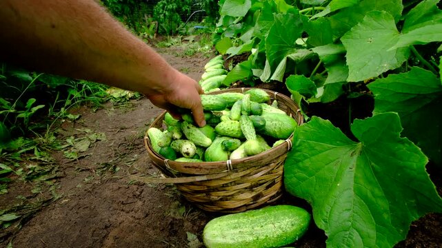 Hand held close up shot while checking freshly harvested gherkin cucumbers collected into whicker basket as many large frits laying on ground