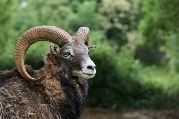 Naklejka premium A close-up of a ram with thick, spiral horns. Its calm eyes and strong build dominate the frame.