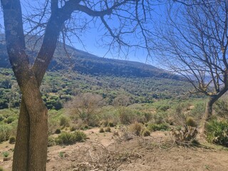 A mountainous landscape with dry trees overlooking a green forest in North Africa, Algeria.