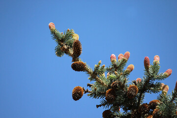 Nadelbaum, Zweig, Makro, Himmel