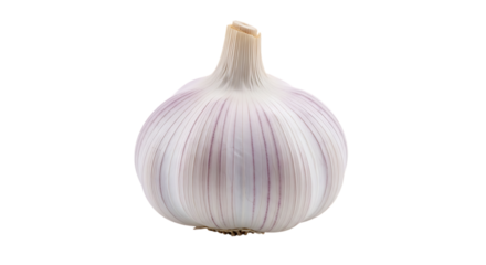 Single Whole Garlic Bulb, with pale purple stripes and a light tan stem, isolated on white or transparent background, PNG