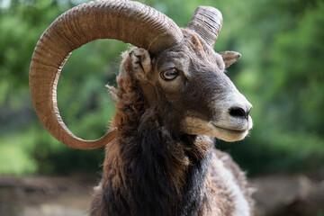 A close-up of a ram face in profile. The twisted horns and textured fur are clearly detailed.