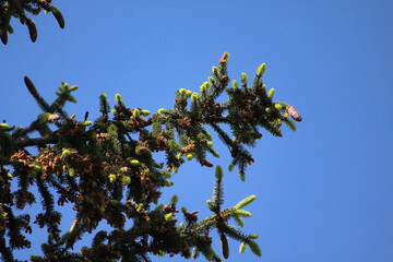 Nadelbaum, Zweig, Makro, Himmel