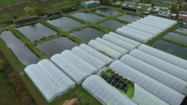Aerial drone view of fish rearing aquaculture facility, fish ponds with fry for restocking in rivers, greenhouse poly tunnels in Calverton, United Kingdom 