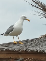 seagull on the pier