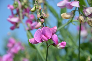 Fototapeta premium Busch, Blüte, Himmel