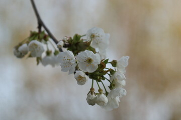 fiori di ciliegio in primavera