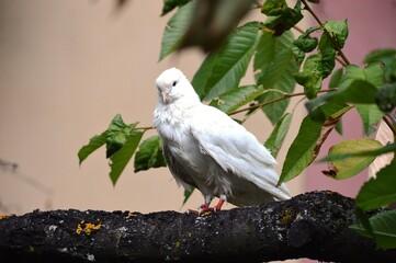 white dove on a branch