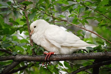 Fototapeta premium white dove on a branch