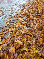 Wet autumn oak leaves on pavement after rain, seasonal nature background in Latvia