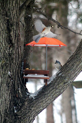 birds at feeder
