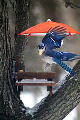 blue jay with peanut