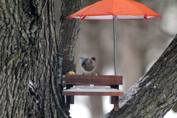 bird at feeder