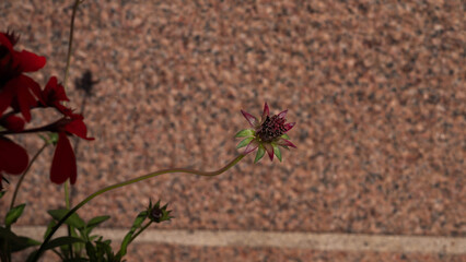 A single flower growing in front of a reddish granite wall. The image highlights the contrast between delicate nature and rough stone texture.